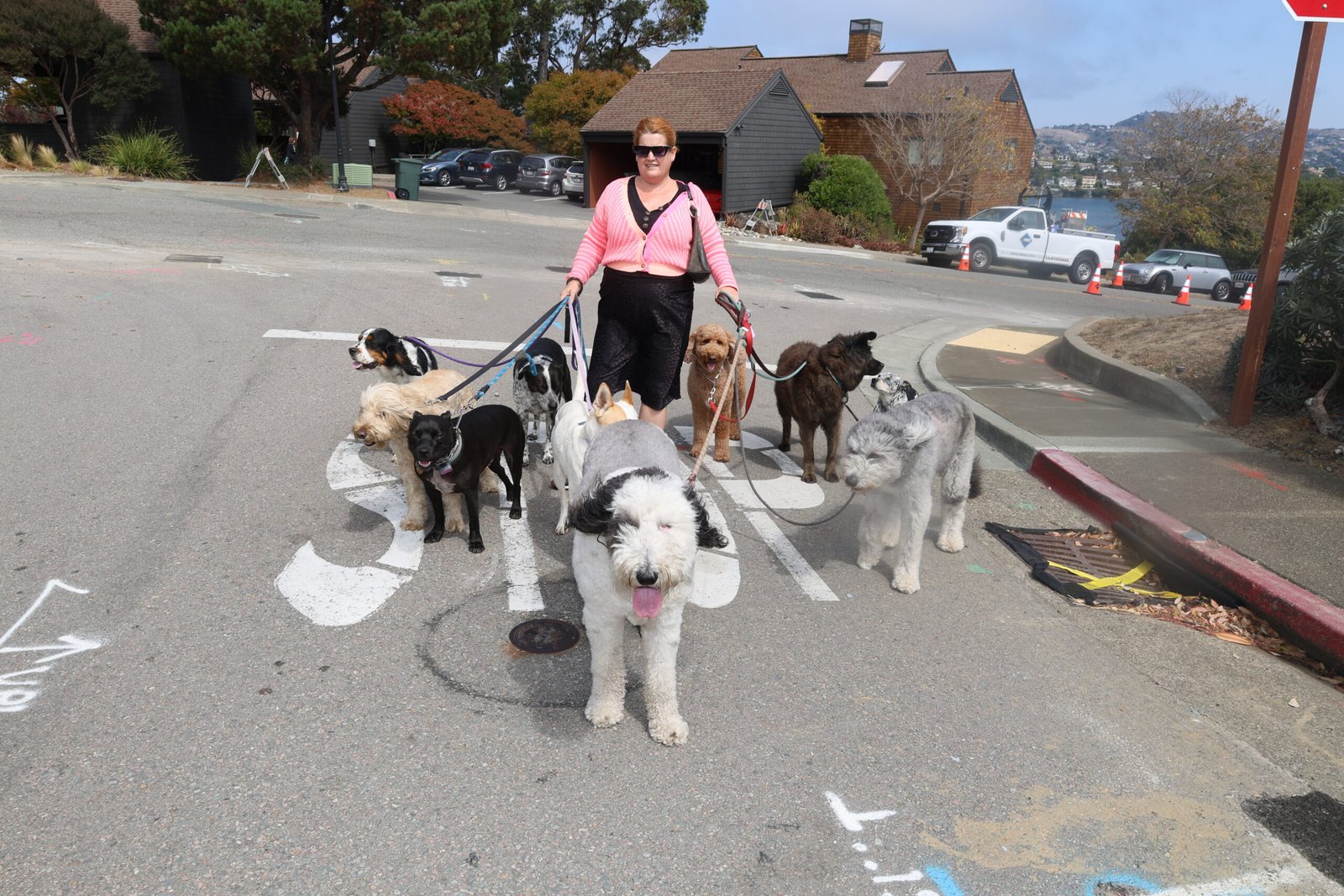 Dog walker leading a structured group walk with multiple dogs through a Marin County neighborhood during a sunny afternoon.