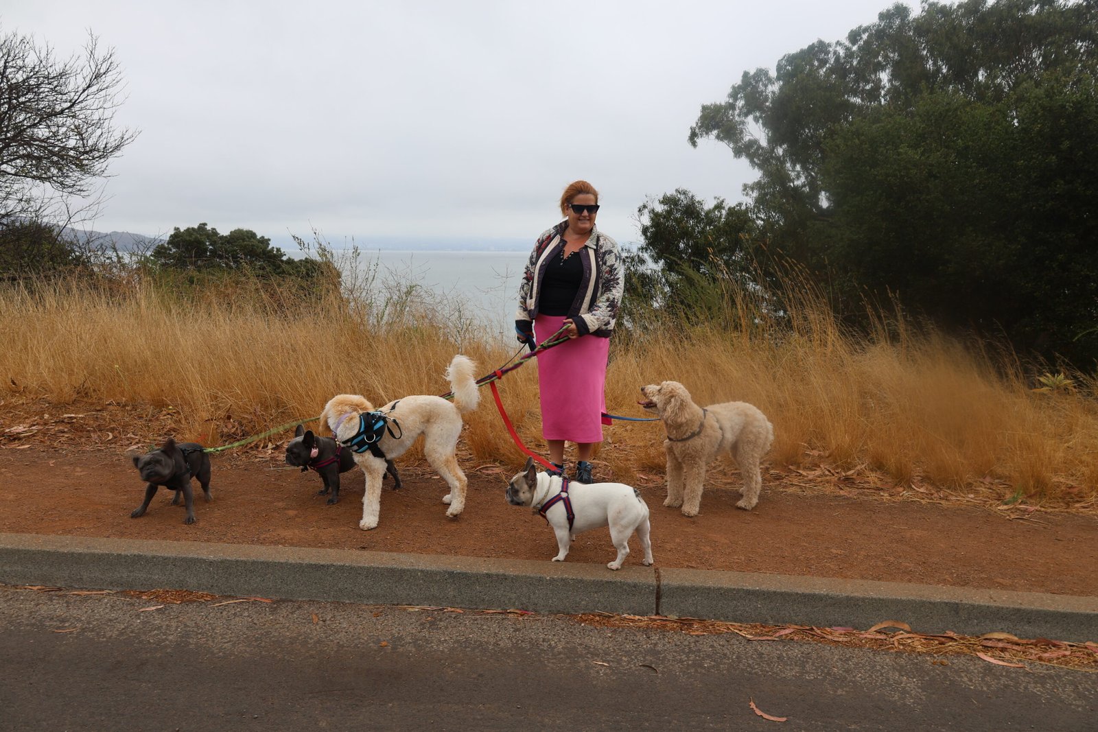 Professional dog walker leading a small group of dogs along a scenic Marin County trail overlooking the San Francisco Bay.