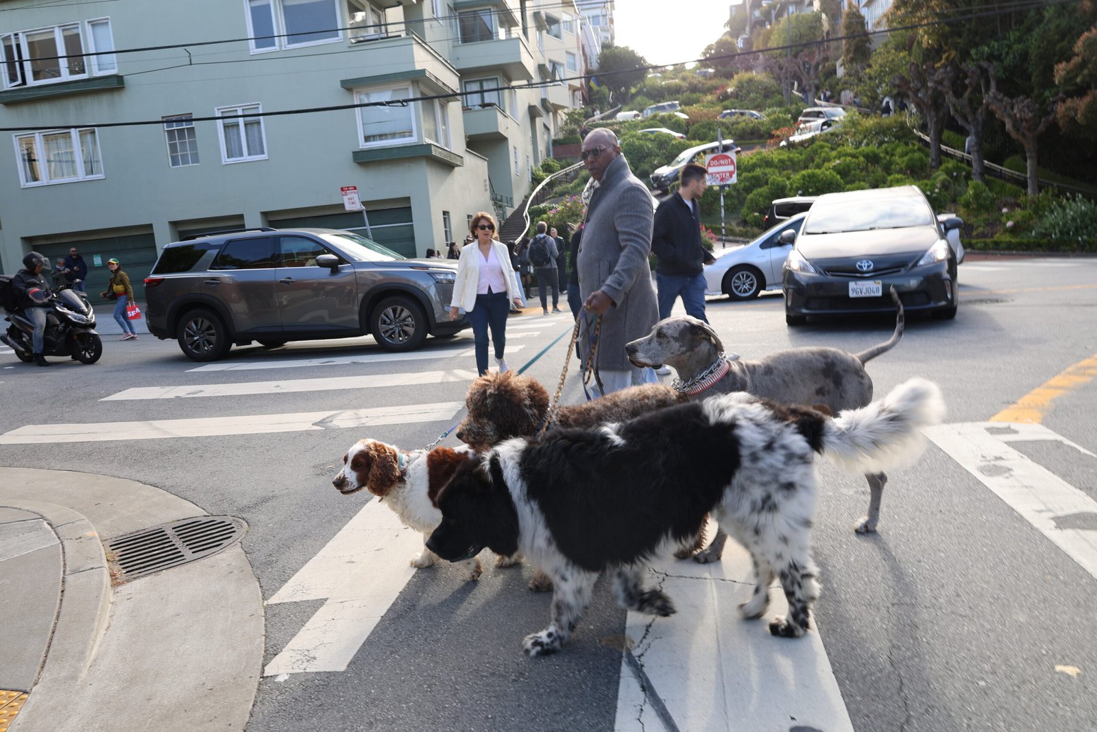 Structured group dog walk navigating a San Francisco crosswalk near Lombard Street during an urban training adventure with The Doog Walker.