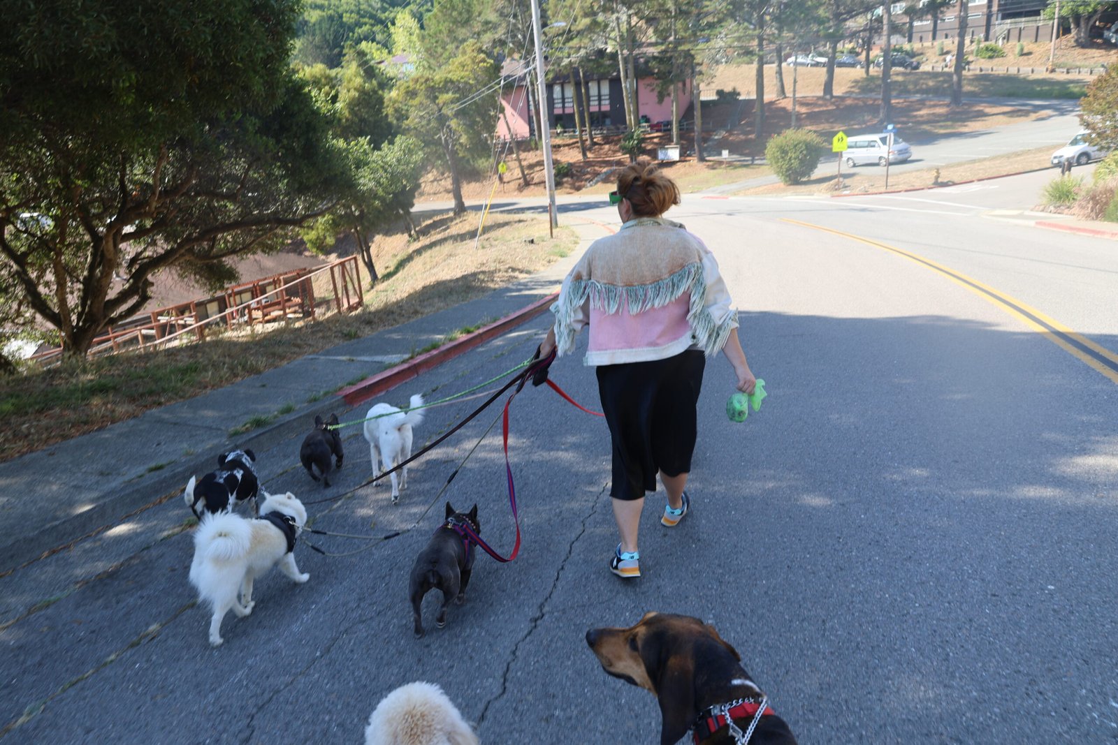 Professional dog walker leading a small group of dogs through a quiet Sausalito neighborhood during a structured training walk.