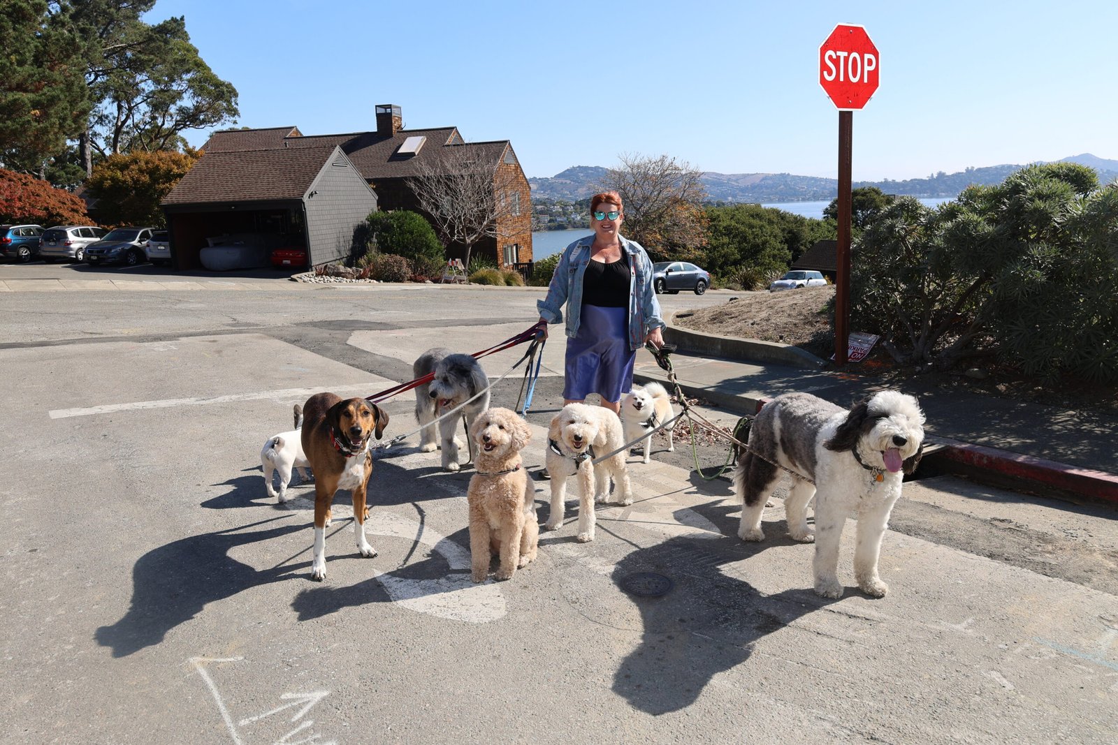 Professional dog walker with a calm group of dogs gathered at a Sausalito neighborhood intersection overlooking Richardson Bay in Marin County.