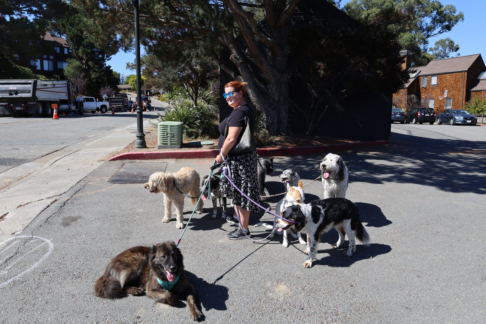 Professional dog walker leading a calm group of dogs during a structured neighborhood walk in Sausalito, Marin County.