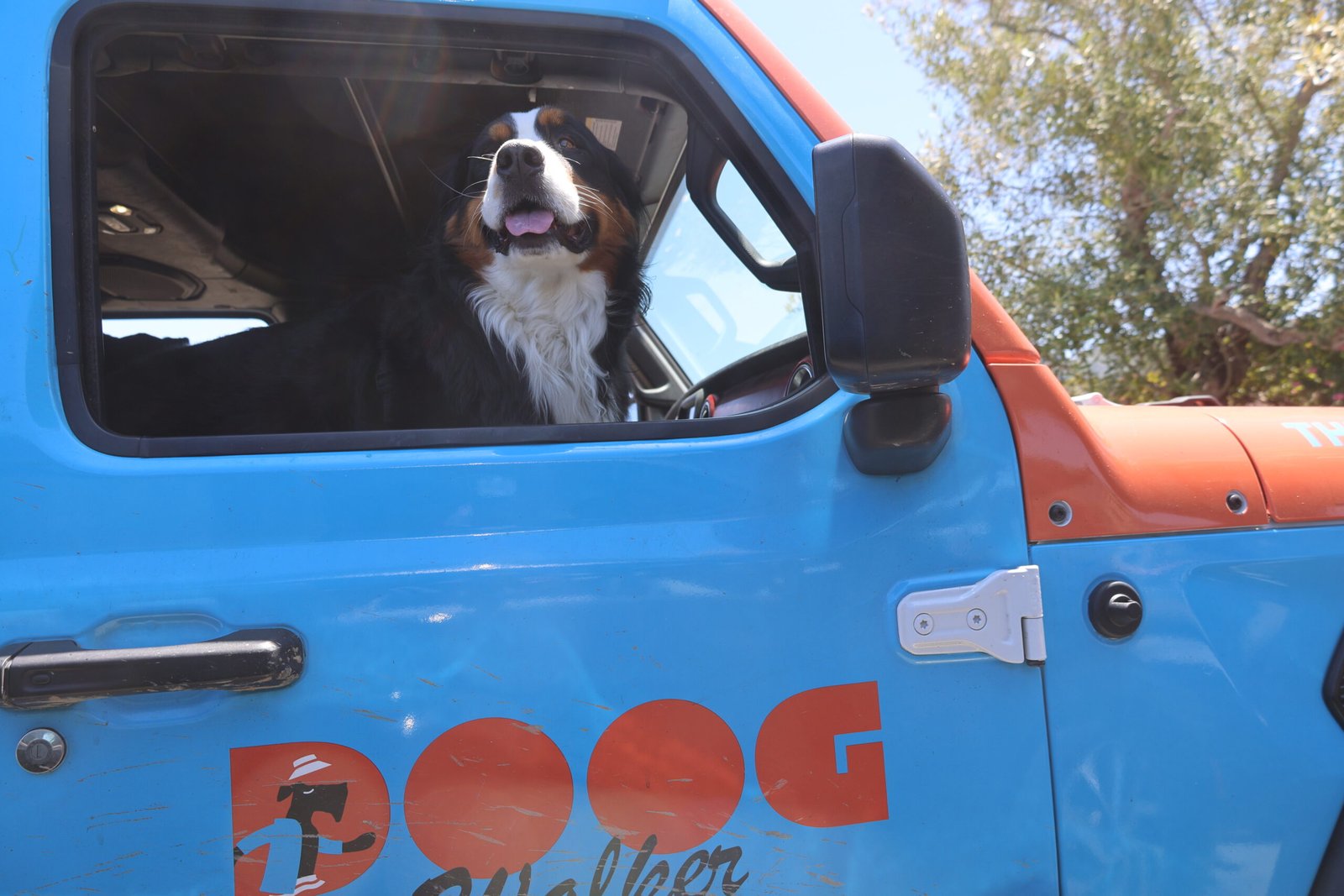 Happy dog riding in The Doog Walker vehicle during a structured group dog walk in Marin County, California.