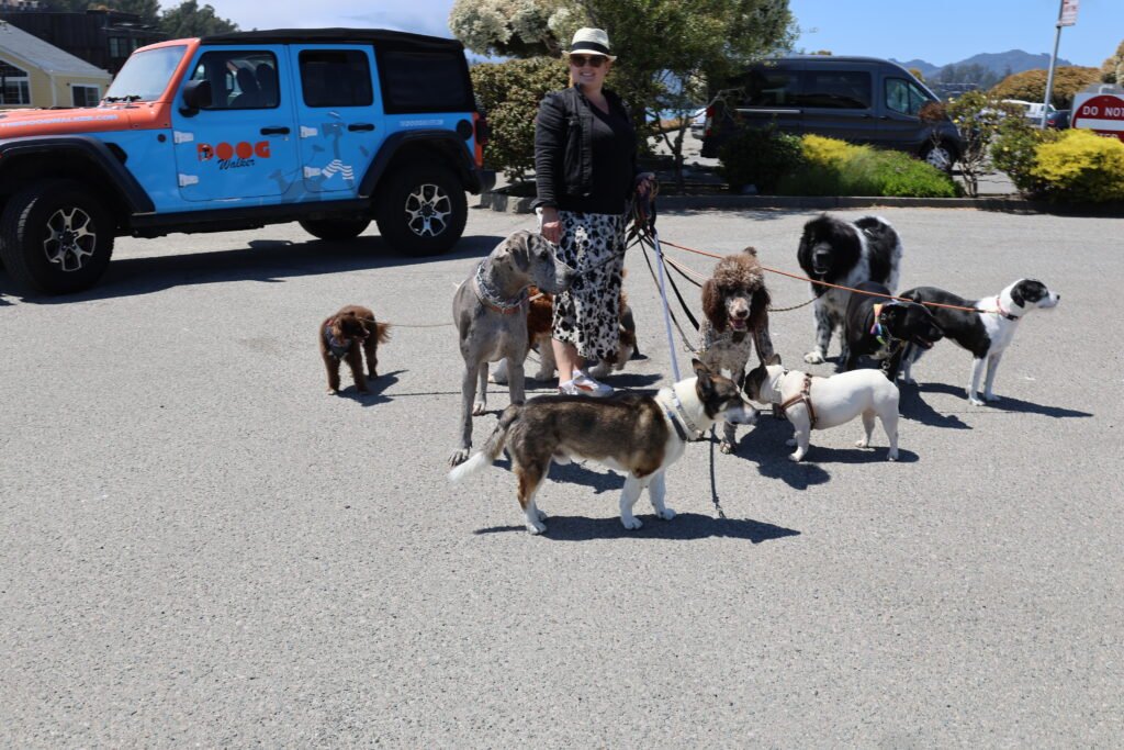 Structured group dog walk in Marin County featuring The Doog Walker and a diverse pack of dogs during a supervised training walk.