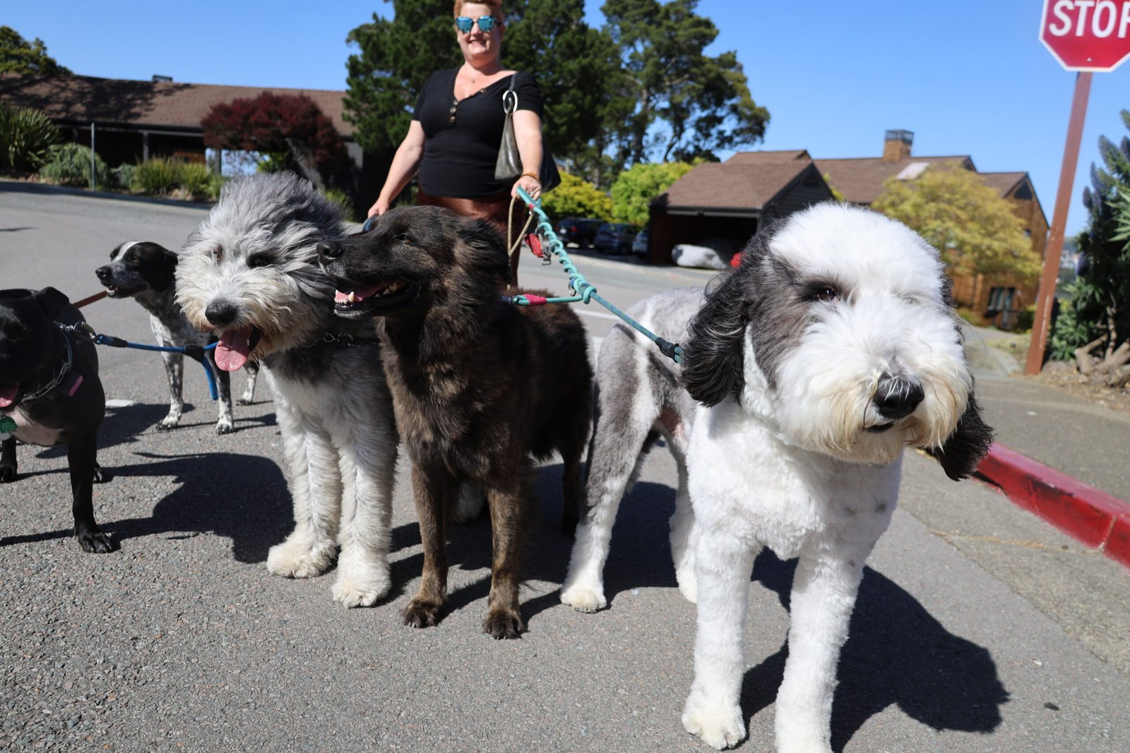 Professional group dog walk in Sausalito featuring The Doog Walker’s structured pack training program in Marin County, California.