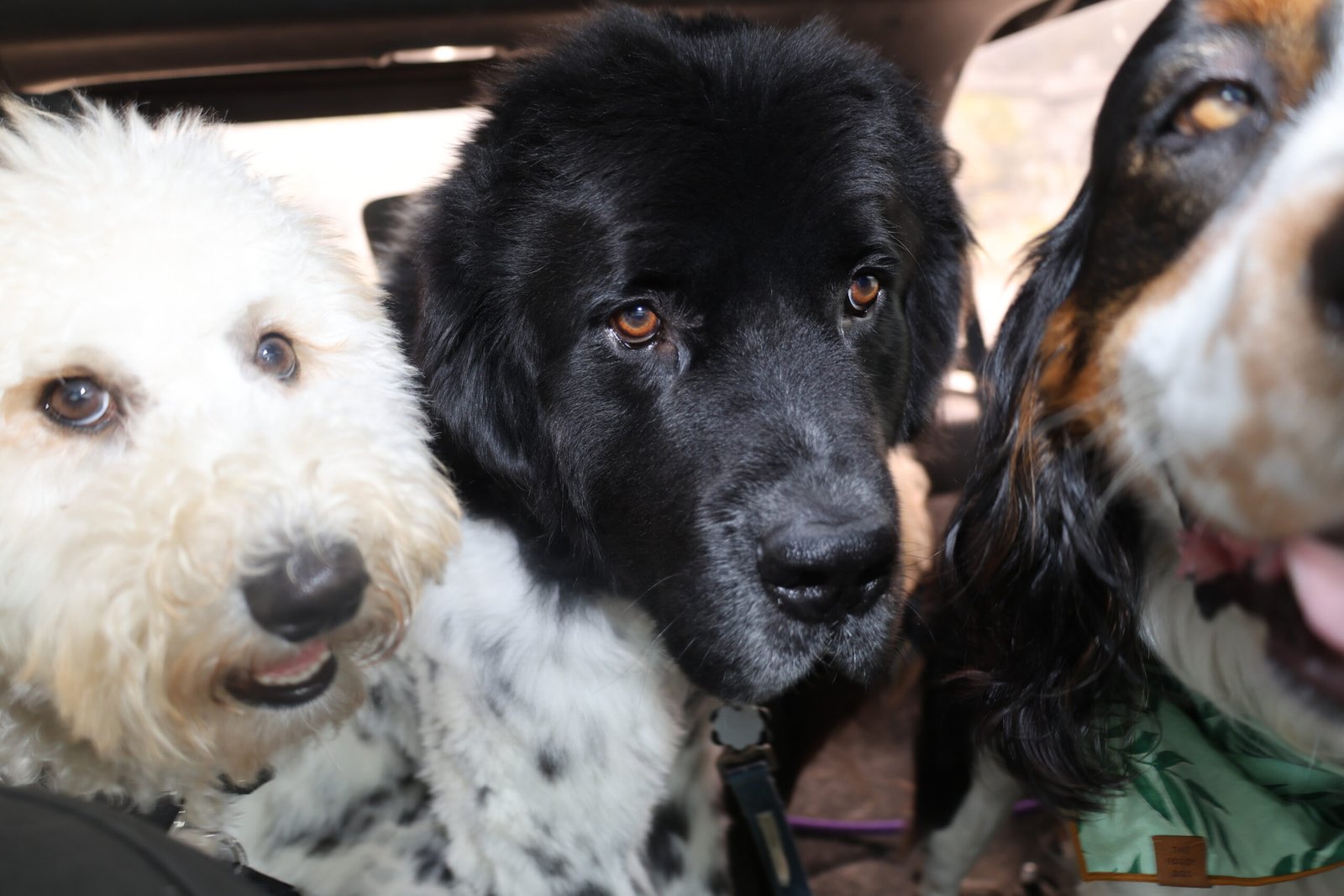 Dogs riding together during a structured group training walk with The Doog Walker in Marin County, California.