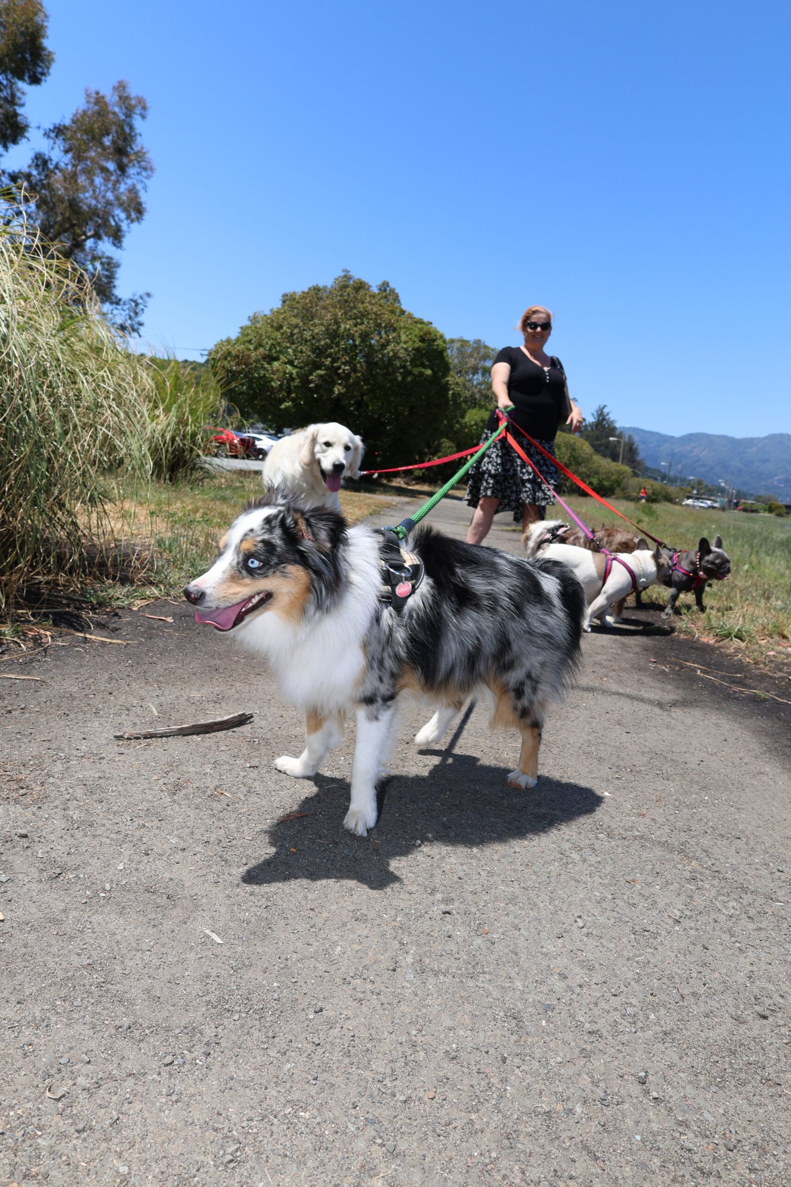 Structured group dog walk along a Marin County trail featuring multiple dogs enjoying exercise and socialization in a natural setting.