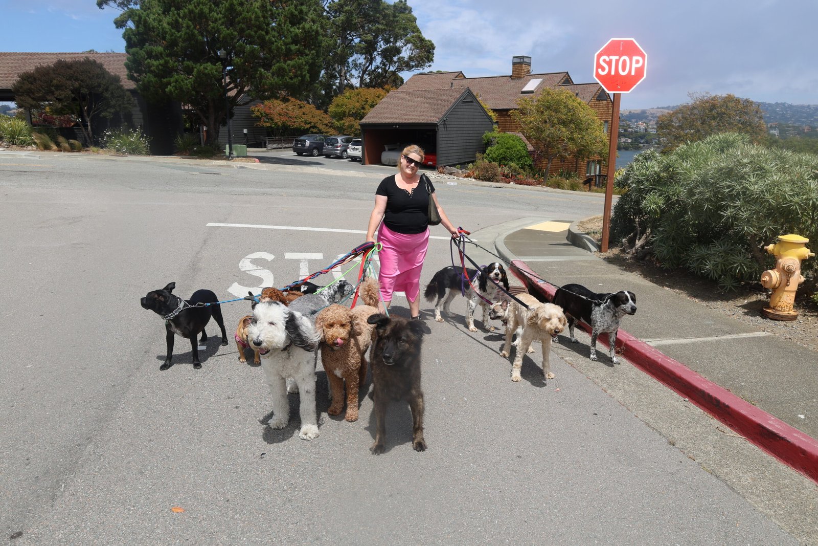 Professional dog walker leading a structured pack of dogs through a Sausalito neighborhood during a group training walk on a sunny day.
