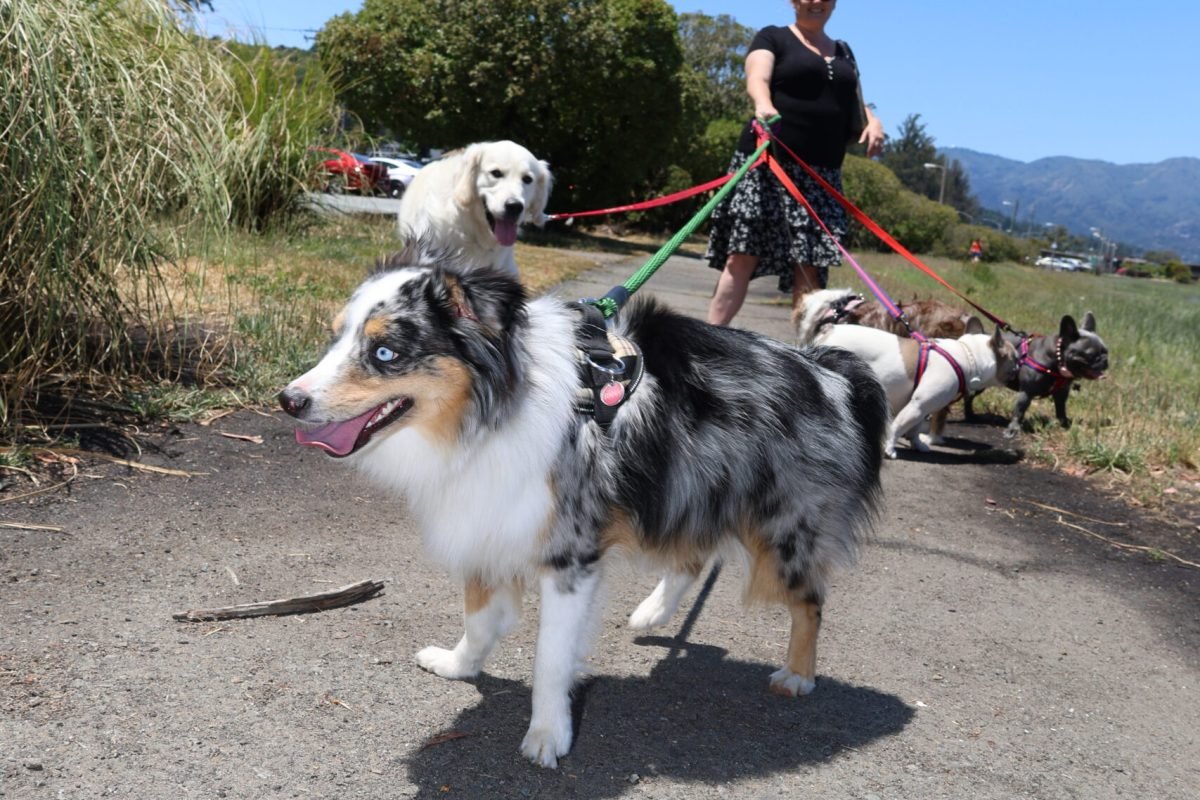 Structured group dog walk along a Marin County trail featuring multiple dogs enjoying exercise and socialization in a natural setting.