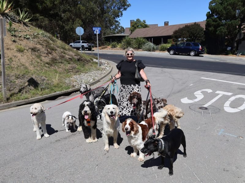 Dog walker leading a calm structured group walk with multiple dogs through a residential neighborhood in Sausalito, Marin County California.